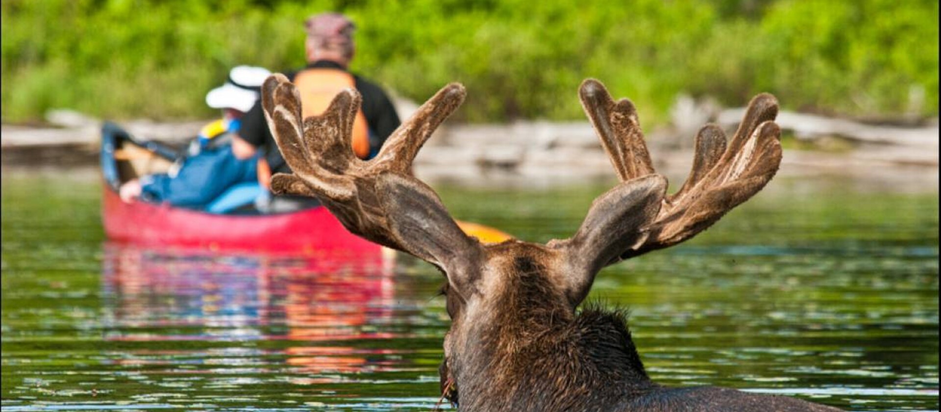 Wildlife Photography